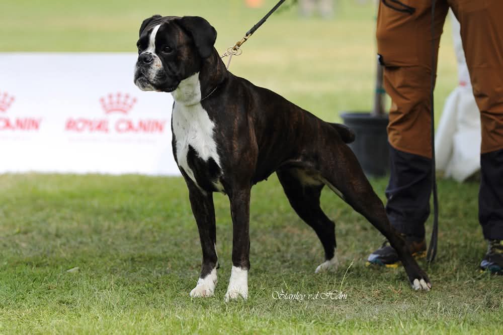 Boxerwelpen