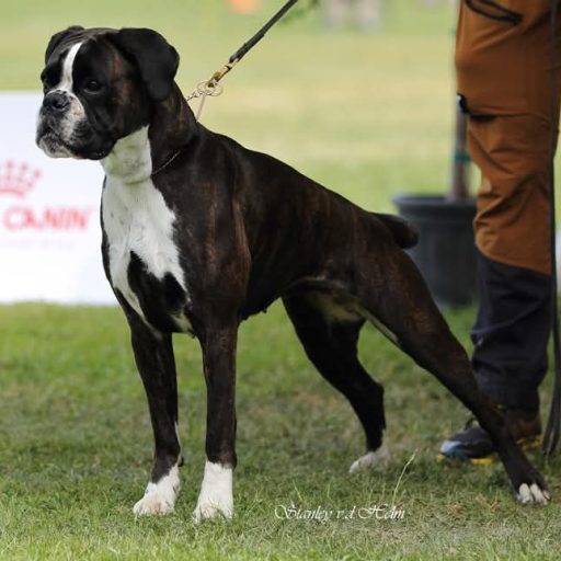 cropped-506187854_30126110100365597_1626727965381158348_n.jpg Boxerwelpen